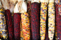 Flint Corn