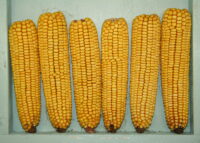 Dent Corn