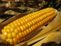 Amylomaize Corn