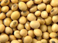 Yellow Soyabeans